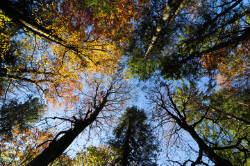 Obraz premium Autumn is the favorite time of the year, because it changes the way we see the world.