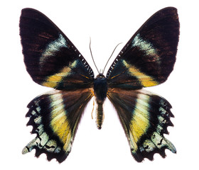 Alcides orontes tropical butterfly isolated