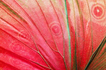 Fototapeten Detail eines Schmetterlingsflügels © Fyle