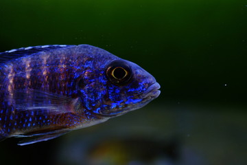 African cichlid fish colorful aquarium