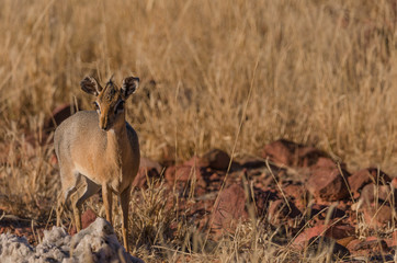 DikDik in Namibia
