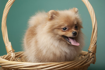 Сute funny spitz dog in basket on green background