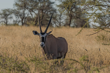 Oryx Antilope in Namibia