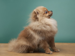 Сute funny spitz dog sitting in green and wooden studio background