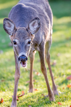 Deer Laughing