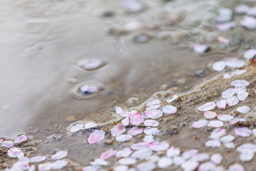 水面の桜の花びら