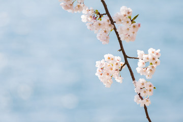 琵琶湖と桜