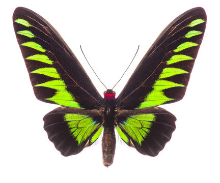 Male Rajah Brooke's birdwing isolated on white