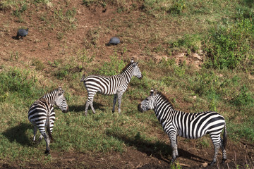 Zebras on shore of small pond. Tanzania, Africa