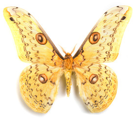Loepa megacorei moth isolated on white
