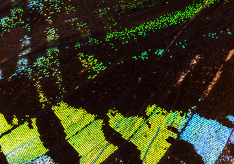 Green-banded urania (Urania leilus) wing macro