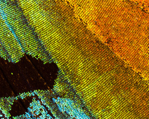 Fototapeta premium Madagascan zachód słońca ćma (Chrysiridia rhipheus) szczegół skrzydła