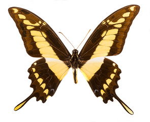 Naklejka premium King swallowtail (Papilio thoas) swallowtail isolated on white