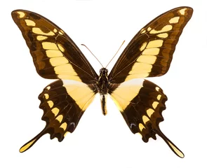 Foto auf Glas King swallowtail (Papilio thoas) swallowtail isolated on white © Fyle
