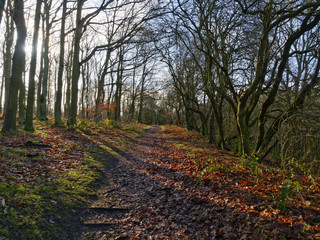 Shadows across a muddy woodland footpath