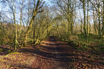 Footpath through an arch of trees in woodland at Vicar Water country park.