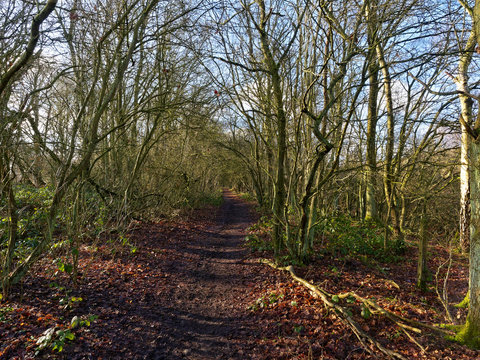 Muddy woodland path between tall thin trees in the winter sunlight.