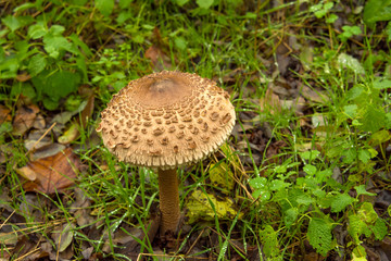 poisonous mushrooms in the forest grown after rain