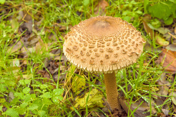 poisonous mushrooms in the forest grown after rain