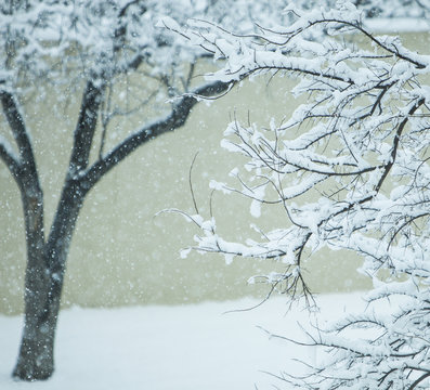 Snow Falling On Tree Branches