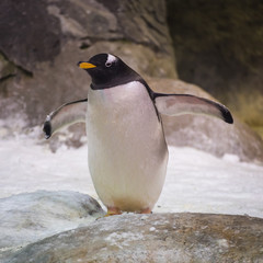 A gentoo penguin is the third largest of all penguin species. The growth of the adult reaches 90 centimeters. He is one of the fastest under water he is capable of speeds of 36 kilometers per hour. © TATIANA