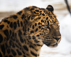Fototapeta na wymiar The far Eastern leopard is an intelligent animal that never attacks a person.