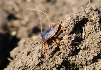 Little black bug on the dirt