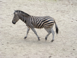 Fototapeta na wymiar A Zebra walknig on the Sand