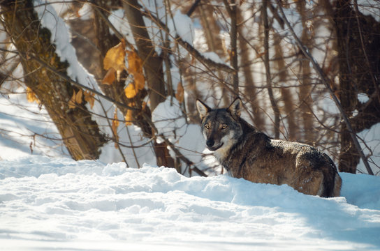 Young italian wolf (canis lupus italicus) in wildlife centre Uomini e Lupi of Entracque, in maritime alps park (Piedmont, Italy), standing on a snow path