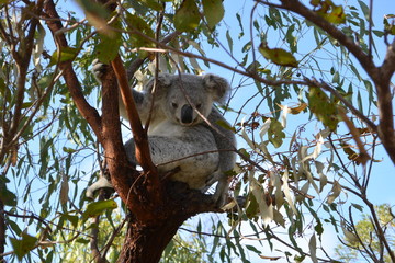 Koala at Magnetic Island