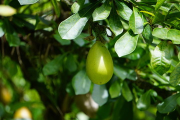 Fruit dans le jardin de l'Impératrice Joséphine Martinique
