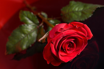 czerwona róża na czerwono czarnym tle - obrazy, fototapety, plakaty