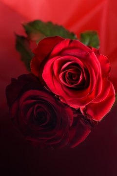 czerwona róża na czerwono czarnym tle na dzień zakochanych