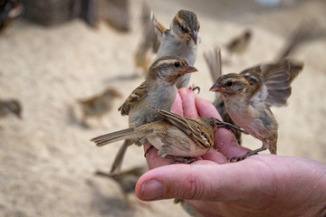 Wild sparrows eating bread from hand