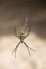 Golden orb silk weaver spider in web 