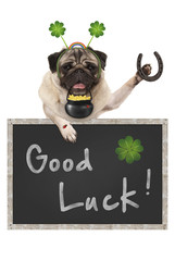 Talisman pug puppy dog, with blackboard sign, shamrock clover, golden coins, lady bug and horse shoe for good luck and success, isolated on white background