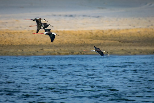 Wild birds black-winged stilts (Himantopus himantopus) in flight in Sal Rei, Boa Vista, Cape Verde