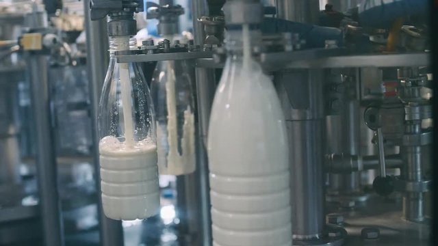 Conveyor line for pouring dairy products into plastic bottles at a milk factory in full-HD resolution in slowmotion. A lot of bottles go around the conveyor belt
