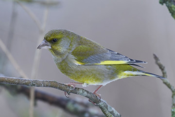 European greenfinch (Chloris chloris)