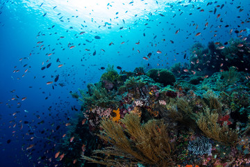 Fototapeta na wymiar Beautiful Coral Reef and Fish in Coral Triangle