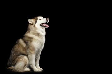 Alaskan Malamute Dog, Obedient sitting and wait, isolated on Black Background, side view
