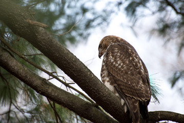 Hawk Perched In Tree