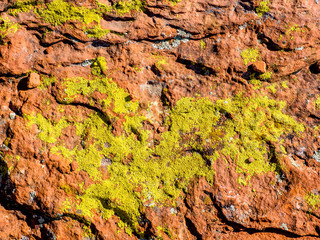 Yellow-green lichen, Sedona Arizona