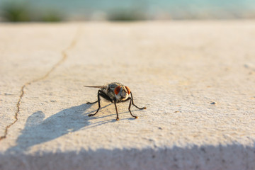 Fliege sitzt auf einer Mauer, ihr Körper wirft schatten, Lichtspiel vom Sonnenuntergang
