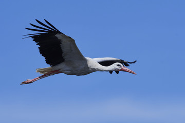 White stork in flight with blue skies in the background