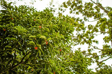 Green leaves are orange.