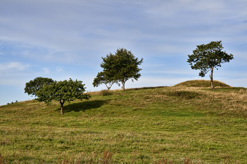 Trees on the Hill