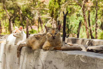 Braune orangene Wildkatze liegt auf Steinmauer und entspannt sich, Büsche im Hintergrund, Stock liegt vor Katze, im Plaka Forrest Pfauenwald auf Kos, Griechenland