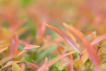 Fototapeta premium Green nature with copy space for background