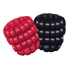Raspberries fruits isolated icon vector illustration graphic design